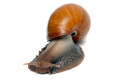Lissachatina fulica Madagascar adult